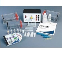 electrophoresis